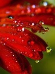 Natural_Drops Natural_Drops